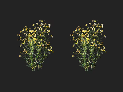 Two Bunches Of Yellow Flowers With Green Stems And Petals On Black 3d model