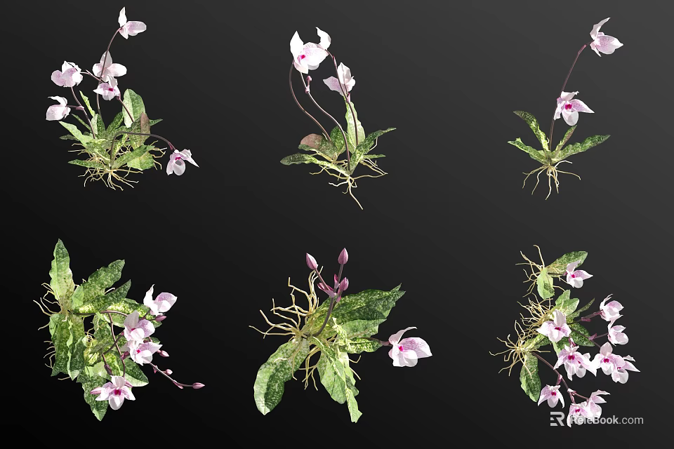 Pink Flowers with Green Leaves and Natural Roots in Various Growth Poses 3d model 