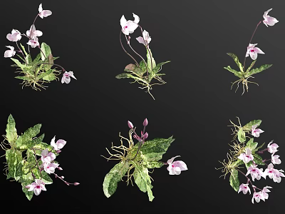 Pink Flowers with Green Leaves and Natural Roots in Various Growth Poses 3d model