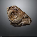 Ancient Ammonite Fossil With Spiral Structure And Detailed Shell Texture