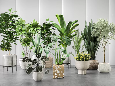 Various Indoor Potted Green Plants With Different Style Planters In Modern Setting 3d model