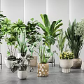 Various Indoor Potted Green Plants With Different Style Planters In Modern Setting