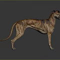 Tiger Striped Greyhound Dog With Long Legs Standing On Gray Background