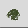 Tall Arbor With Lush Green Foliage Thick Sturdy Trunk And Human Silhouette For Size Comparison