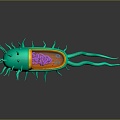 eukaryotic cell cross section cell cell structure cell tissue anatomy organ human organ 3d model