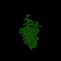 Green Leafy Plant with Dense Foliage in Tall Columnar Shape Against Pure White Background