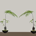 Bonsai Potted Plants With Fern Like Green Leaves In Dark Moss Covered Pots