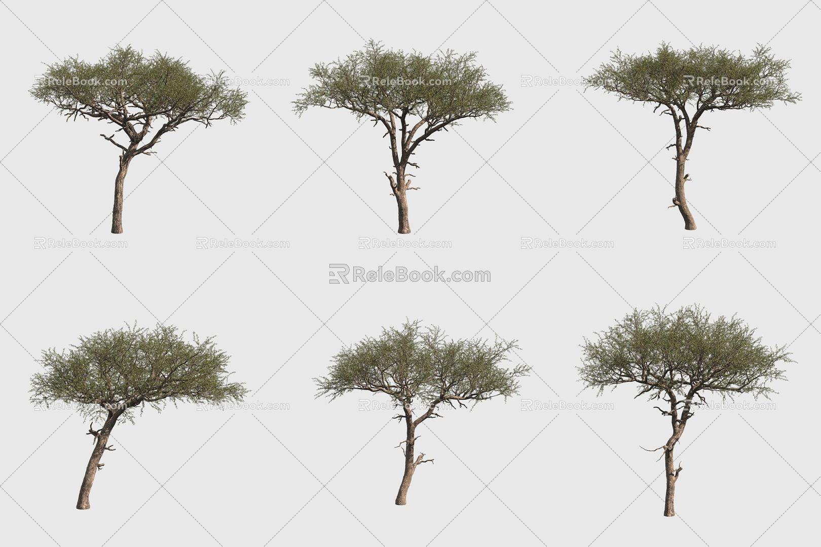 Egyptian balsam tree 3d model