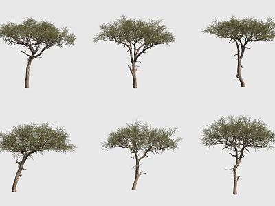 Egyptian balsam tree 3d model