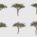 Egyptian balsam tree 3d model