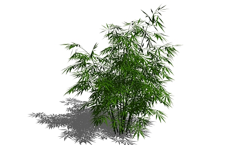 Bamboo 3d model