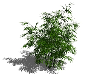 Bamboo 3d model