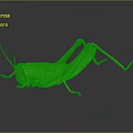 Green Grasshopper With Vibrant Green Body On Dark Reflective Surface Showing Detailed Legs