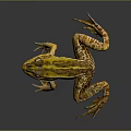 Yellow And Brown Striped Frog On Gray Background With Shiny Skin Detailed 3D Render