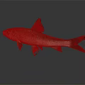 Brown And White Fish With Dark Fins Bright Eyes On Gray Background With Reflection