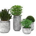 Multiple Bonsai Potted Plants In Gray Cylindrical Pots With Different Sizes And Green Foliage