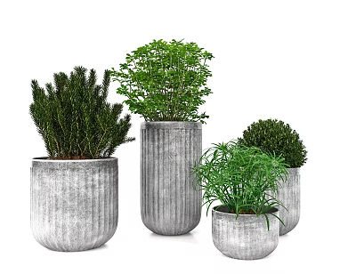 Multiple Bonsai Potted Plants In Gray Cylindrical Pots With Different Sizes And Green Foliage 3d model