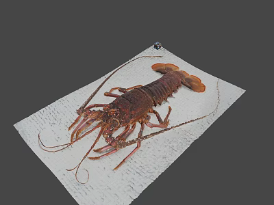 Fresh Lobster On White Paper With Intricate Body Structure And Claws 3d model