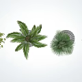 Various Types Of Trees With Green Foliage And Trunk Textures In Landscaped