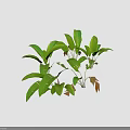 Vibrant Green Leafy Plants Featuring Broad Fresh Leaves and Cast Shadows on Neutral Backdrop