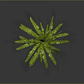 Vibrant Green Fern Plant With Lush Feathery Fronds On Dark Background