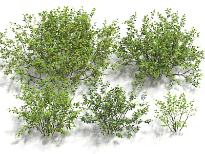 Green Leafy Shrubs With Dense Foliage And Various Natural Growth Sizes 3d model