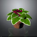 Potted Decorative Plant With Green Leaves White Edges And Red Flowers In Terracotta Pot