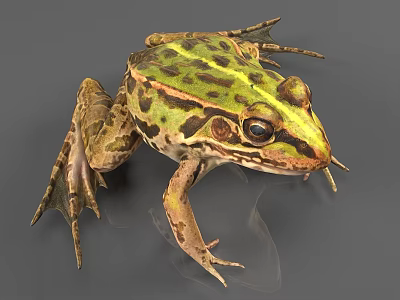 Reptile with green and brown patterns on body in close up gray background view 3d model