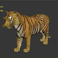 Realistic Tiger 3D Model Standing Pose With Striped Fur And Detailed Features On Black Background