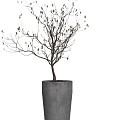 plant potted dried branch bonsai 3d model