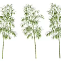 Three Bamboo Plants With Green Leaves And Bamboo Stalks On White Background
