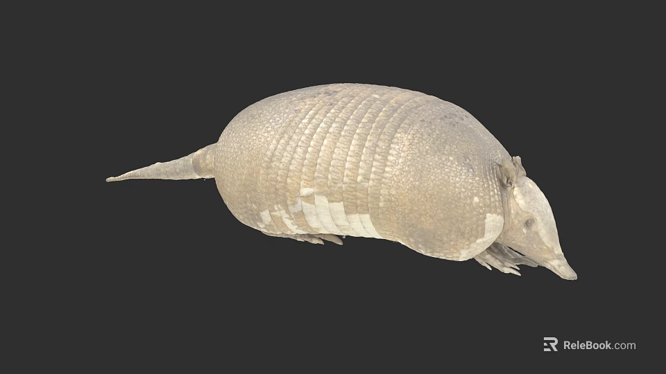 Brownish Armadillo With Hard Segmented Shell And Curved Body On Dark Background 3d model 