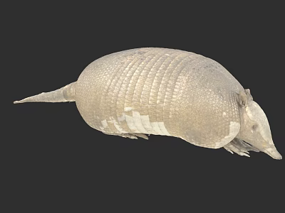 Brownish Armadillo With Hard Segmented Shell And Curved Body On Dark Background 3d model