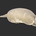 Brownish Armadillo With Hard Segmented Shell And Curved Body On Dark Background 3d model