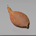 Fresh Whole Orange Red Onion on Dark Background with Natural Shine