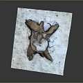 Plant Root Structure on White Paper with Gray Background and Textured Damaged Wood