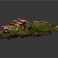 Orange Mushrooms Growing On Tree Stump With Green Moss Dry Leaves And Green Plants