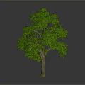Lush Green Tree With Dense Foliage Brown Trunk And Gray Background