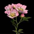 Beautiful Pink Roses With Blooming Flowers Bud Green Leaves And Stem On Black Background
