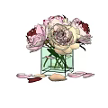 Blooming Pink Peonies in Clear Square Glass Vase with Scattered Petals