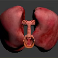 Medical Device Anatomical Lung Model With Detailed Trachea Structure