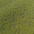 Vibrant Green Grass Field With Lush Natural Foliage And Sunlit Texture