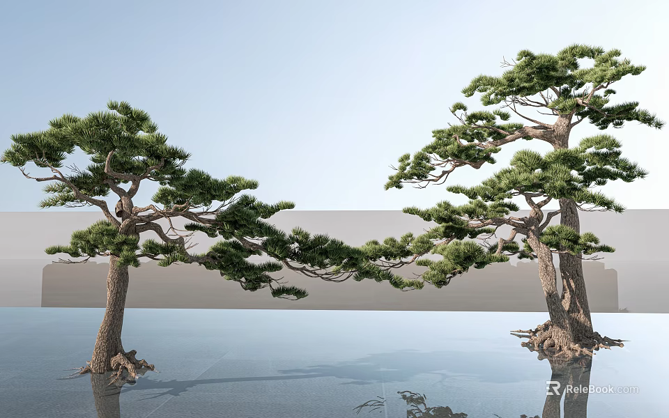Lush Pine Trees With Curved Branches Against Blue Sky And Reflections On Water Surface 3d model 