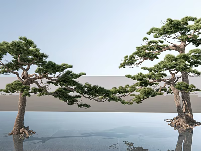 Lush Pine Trees With Curved Branches Against Blue Sky And Reflections On Water Surface 3d model