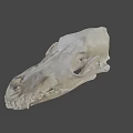 Anatomical Animal Skull Skeleton Displaying Visible Teeth And Bone Details