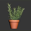 Rosemary Plant in Terracotta Pot with Fresh Green Leaves on Dark Background