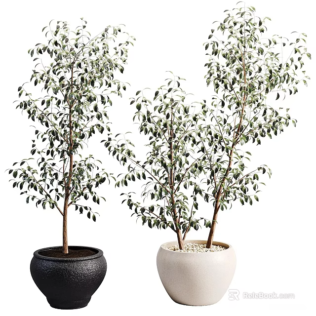 Decorative Bonsai Potted Plants With Green Leaves In Black And White Pots 3d model 