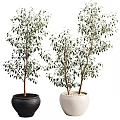 Decorative Bonsai Potted Plants With Green Leaves In Black And White Pots