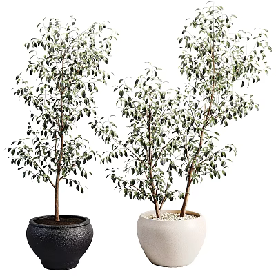 Decorative Bonsai Potted Plants With Green Leaves In Black And White Pots 3d model