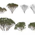 Various Trees with Green Foliage and Bare Branches in Different Shapes 3d model